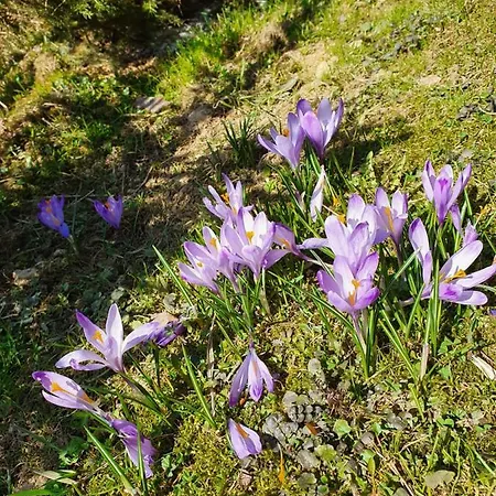 Nydala Rustic * Kościelisko